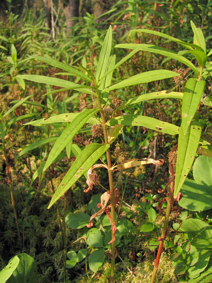 Изображение особи Naumburgia thyrsiflora.