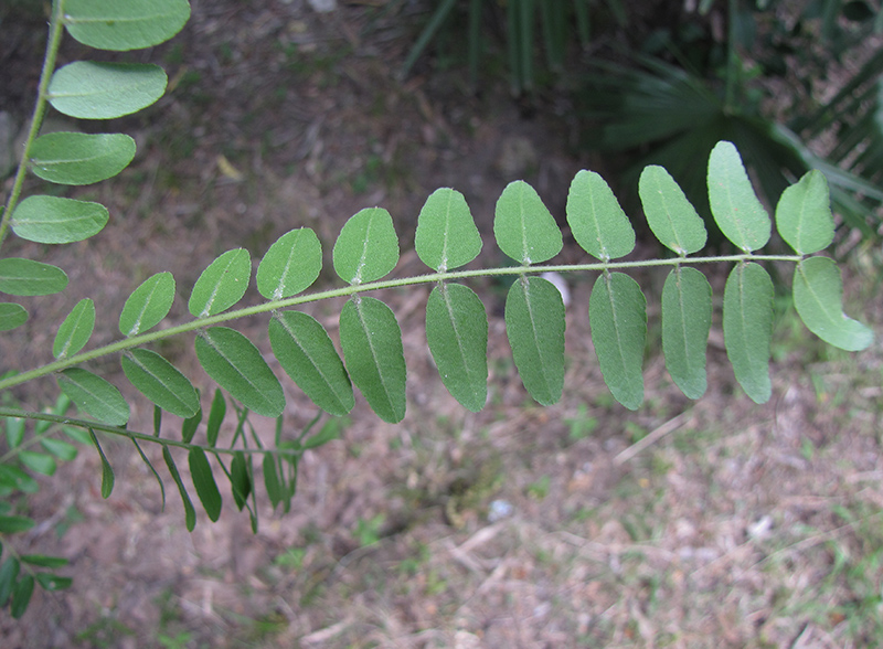 Изображение особи Gleditsia triacanthos.