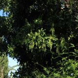 Cupaniopsis anacardioides