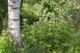 Eupatorium cannabinum