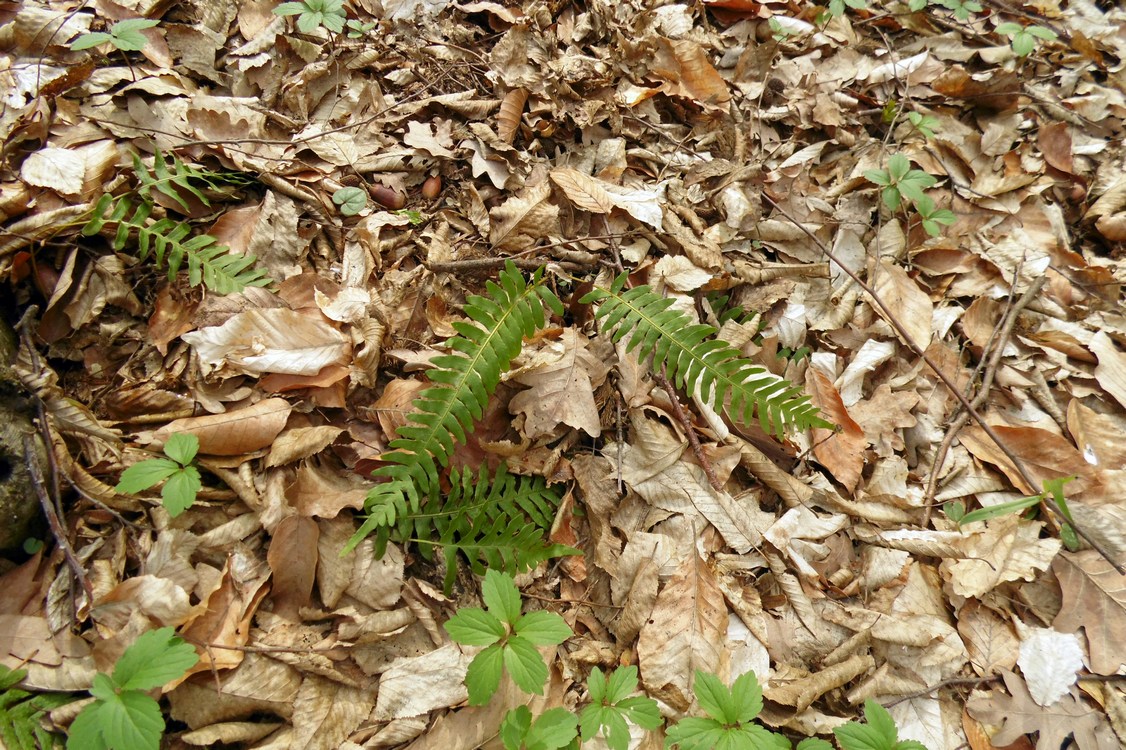 Изображение особи Polypodium vulgare.