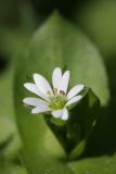 Stellaria neglecta