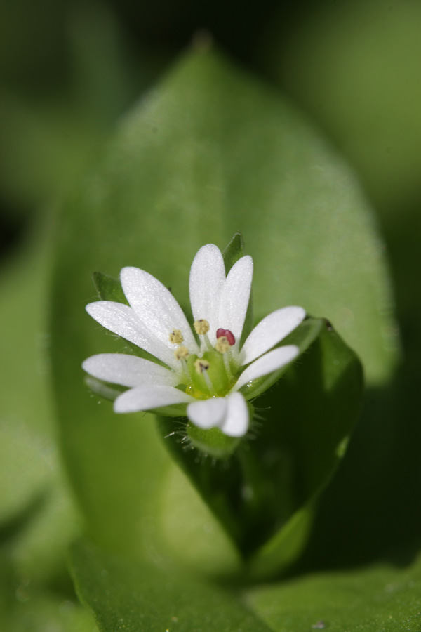 Изображение особи Stellaria neglecta.