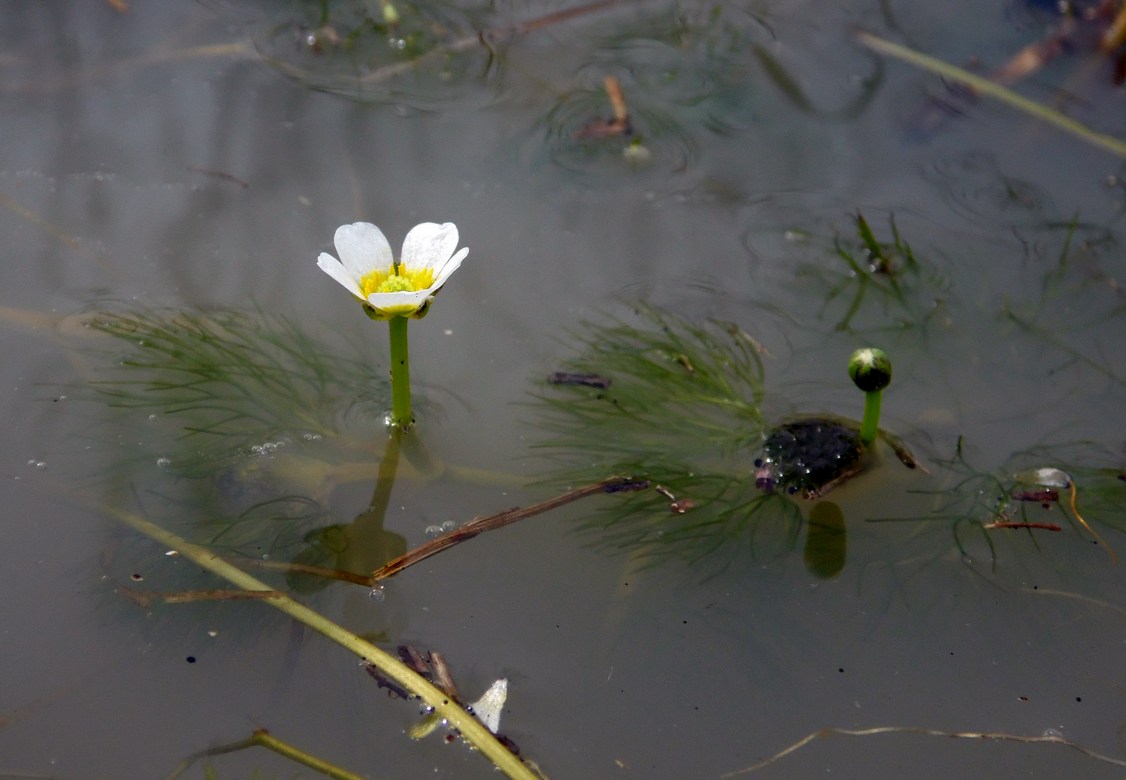 Image of Ranunculus rionii specimen.