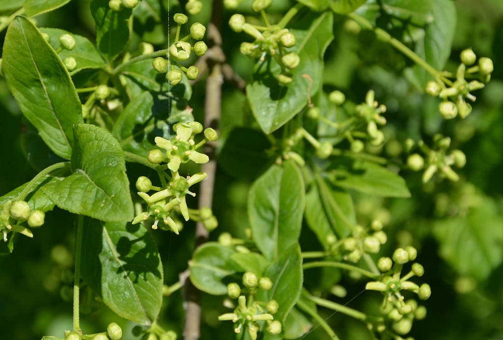 Image of Euonymus czernjaevii specimen.