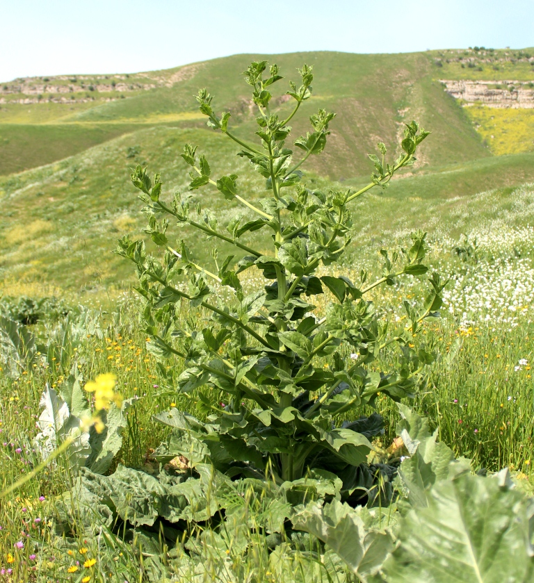 Изображение особи Cousinia triflora.