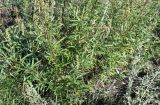 Artemisia vulgaris