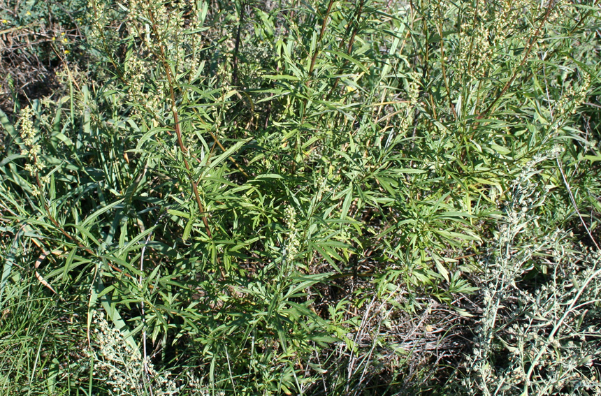 Изображение особи Artemisia vulgaris.