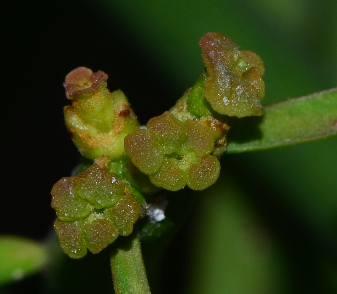 Изображение особи Euphorbia tirucalli.