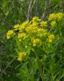 Euphorbia palustris