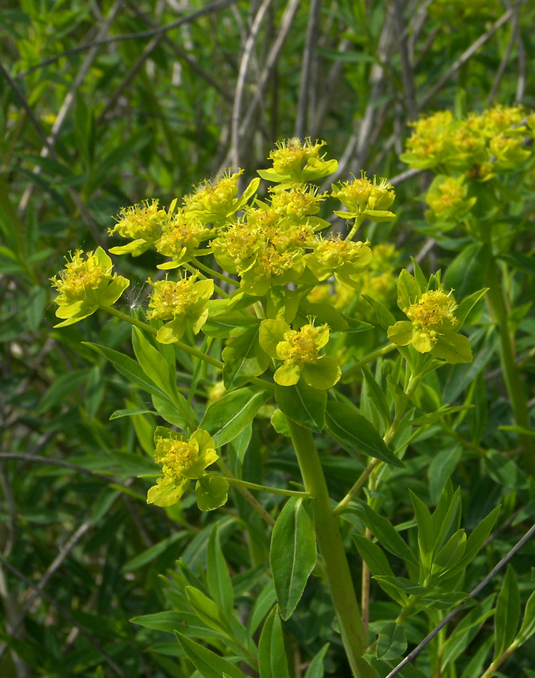 Изображение особи Euphorbia palustris.