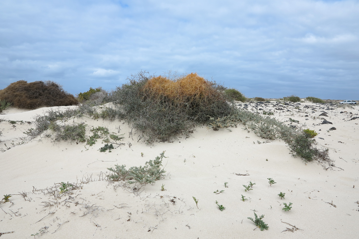 Image of Launaea arborescens specimen.