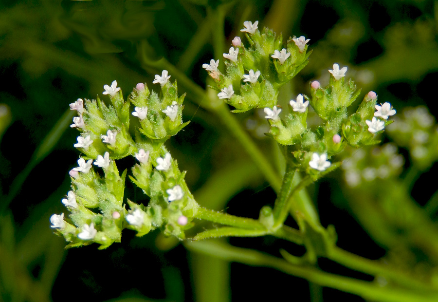 Изображение особи Valerianella dentata.