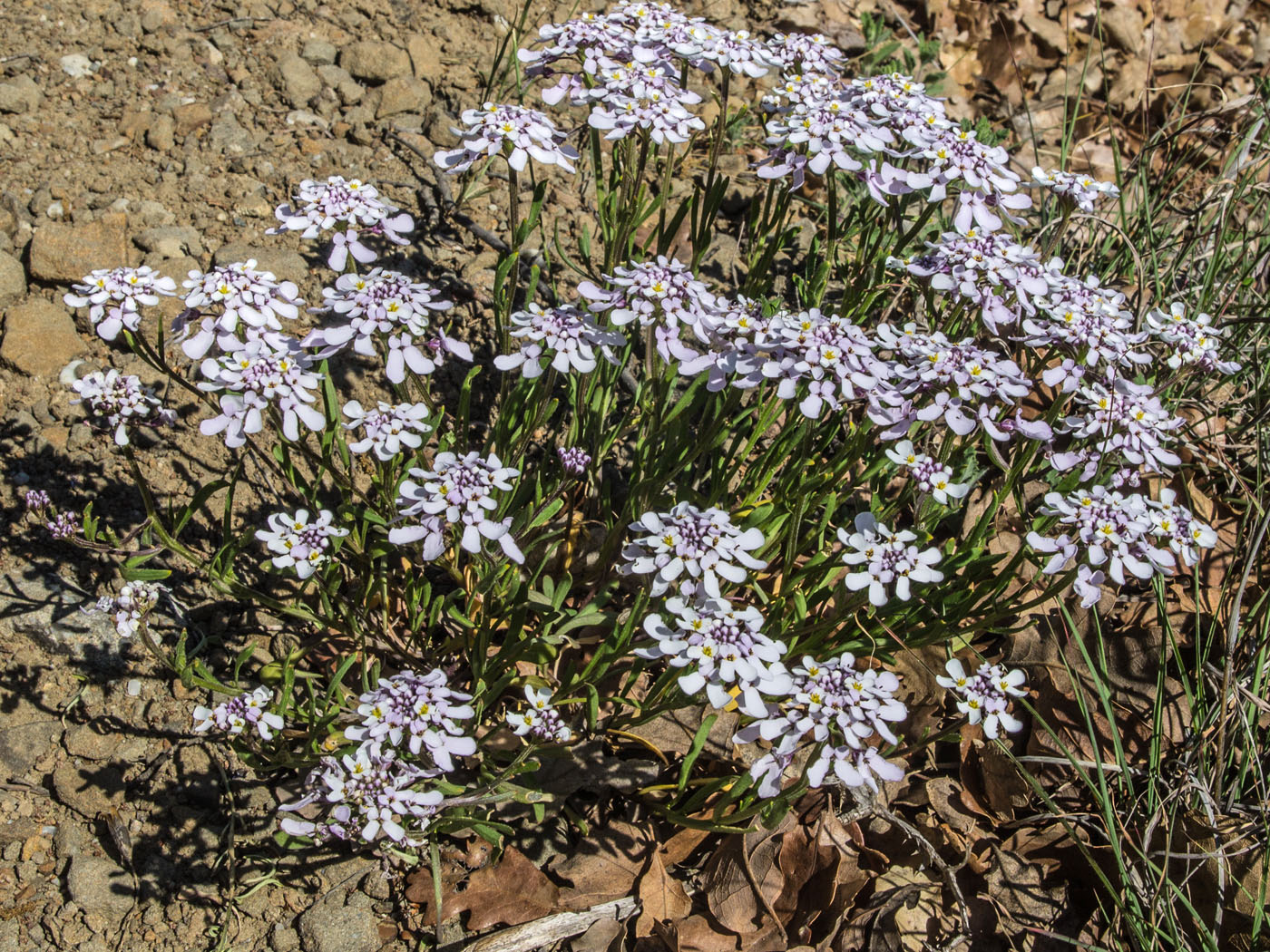 Изображение особи Iberis simplex.