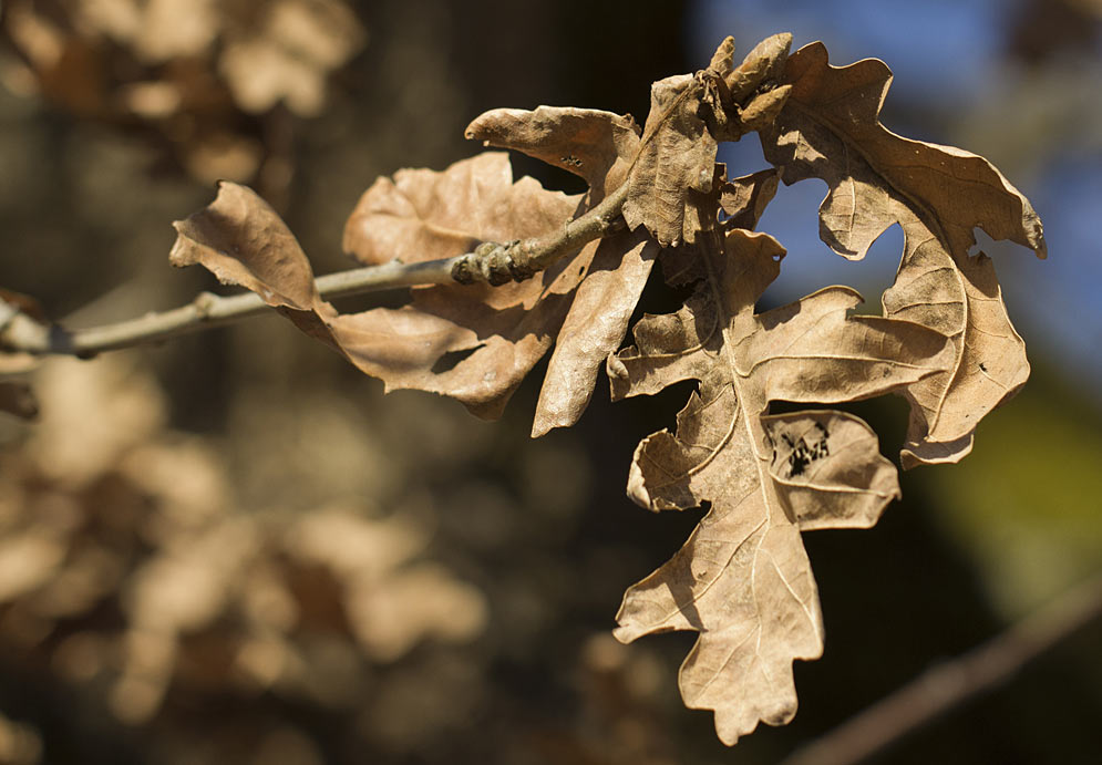 Image of Quercus frainetto specimen.