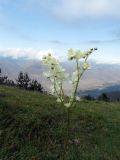 Filipendula vulgaris