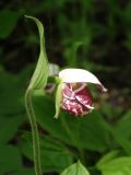 Cypripedium guttatum