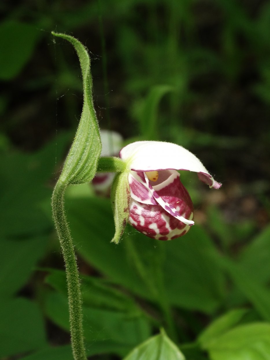 Изображение особи Cypripedium guttatum.