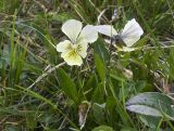 Viola altaica