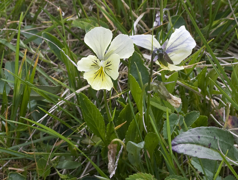 Image of Viola altaica specimen.