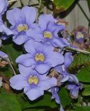 Thunbergia laurifolia