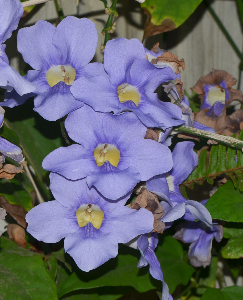 Изображение особи Thunbergia laurifolia.