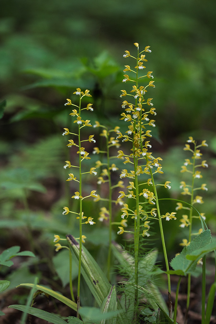 Изображение особи Oreorchis patens.