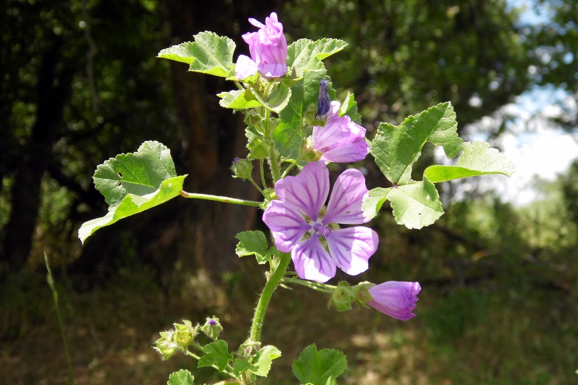 Изображение особи Malva sylvestris.