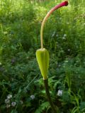 Lilium martagon