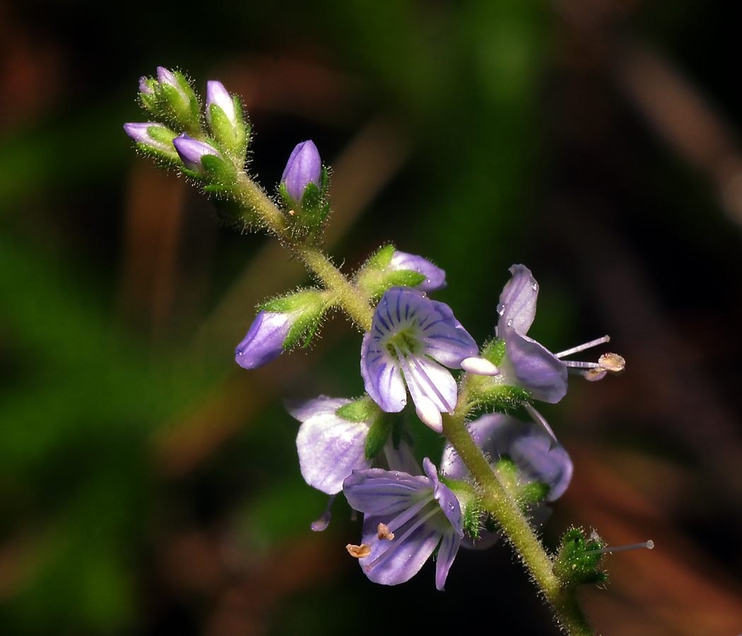 Изображение особи Veronica officinalis.