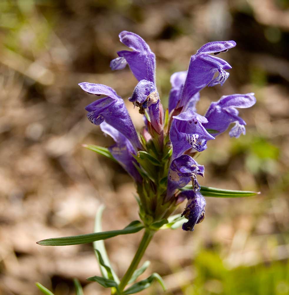 Image of Dracocephalum ruyschiana specimen.