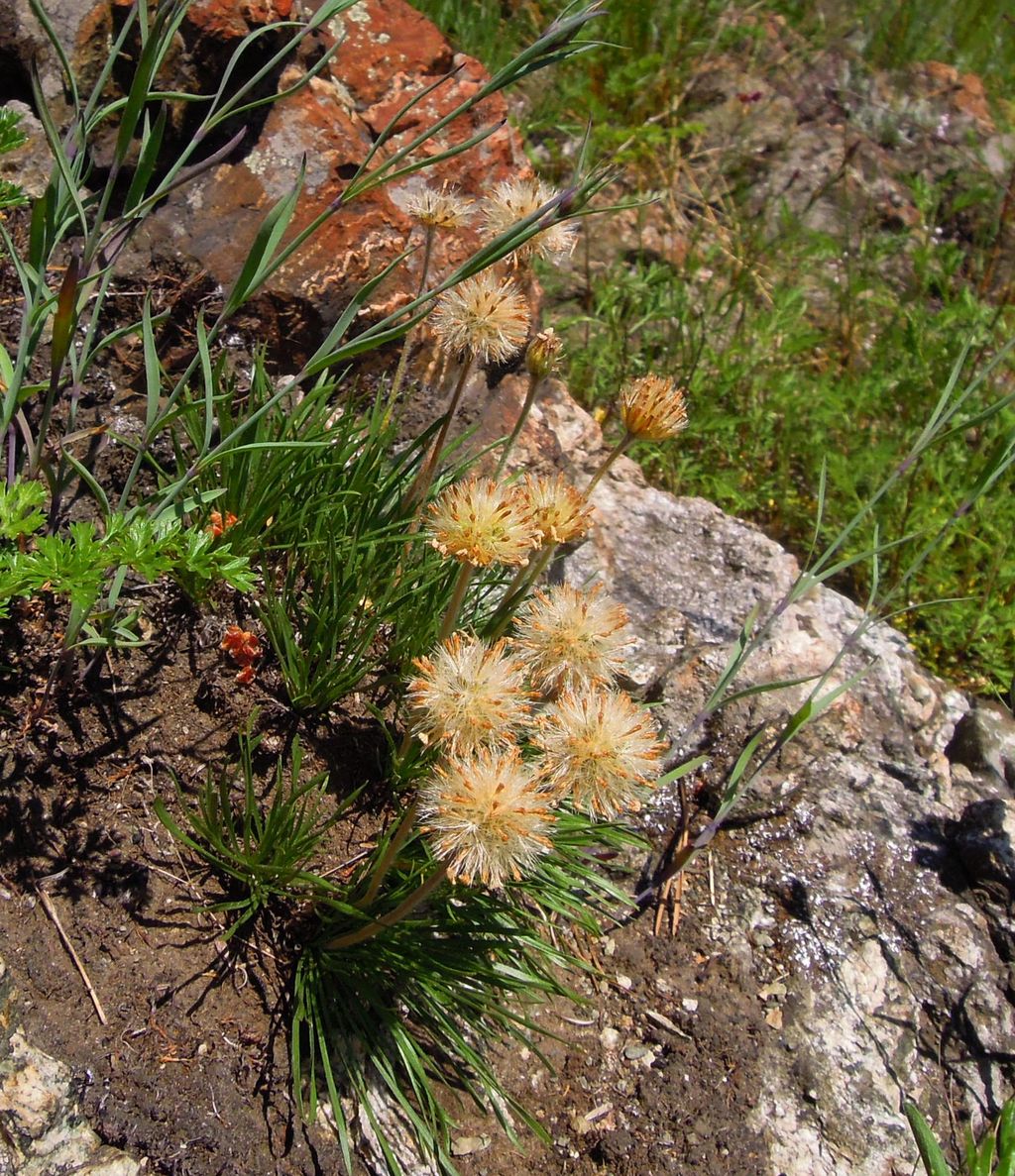 Изображение особи Arctogeron gramineum.