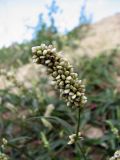 Persicaria scabra