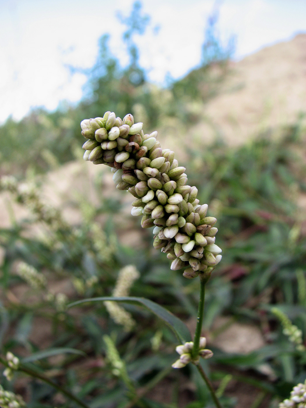 Image of Persicaria scabra specimen.