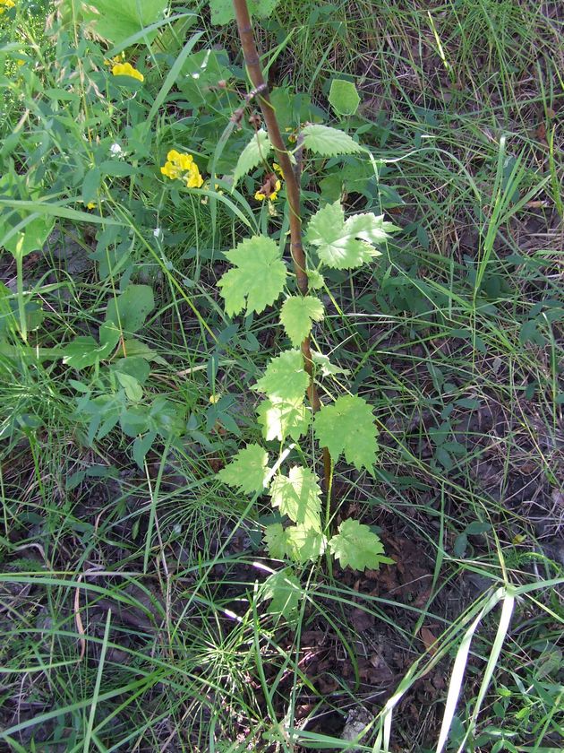 Image of Humulus lupulus specimen.