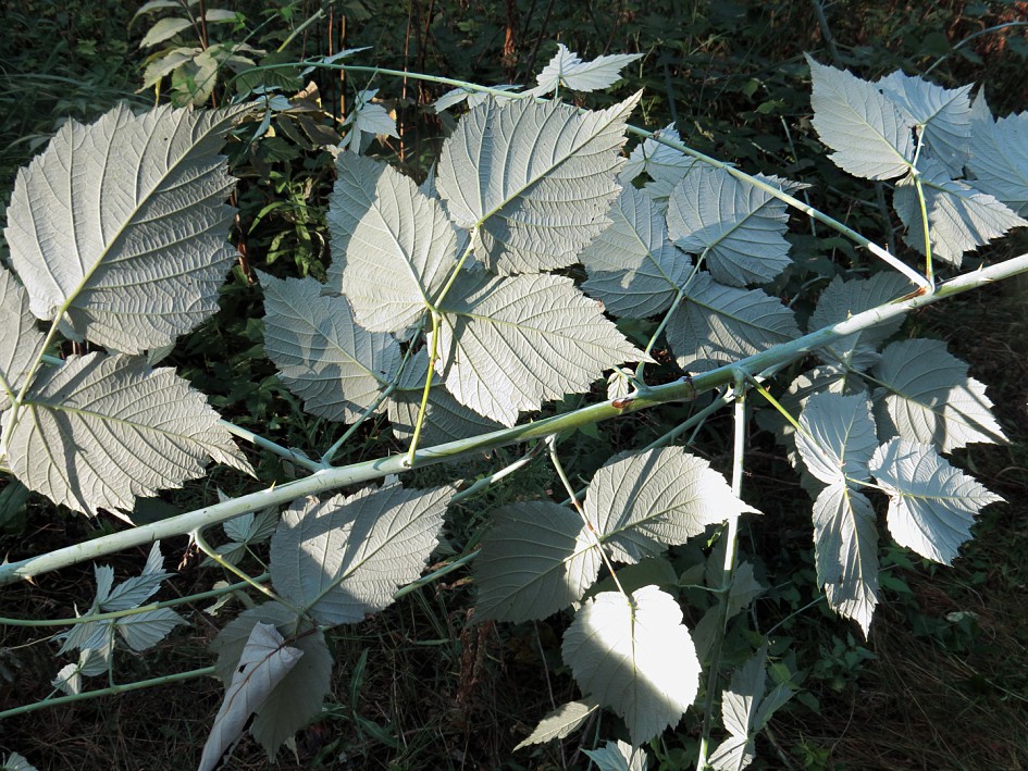 Image of Rubus occidentalis specimen.