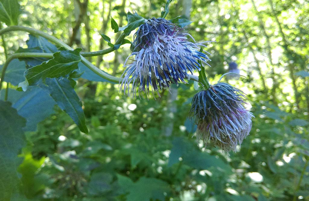 Image of Cirsium kamtschaticum specimen.