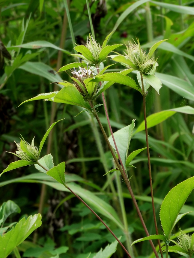Image of Atractylodes ovata specimen.