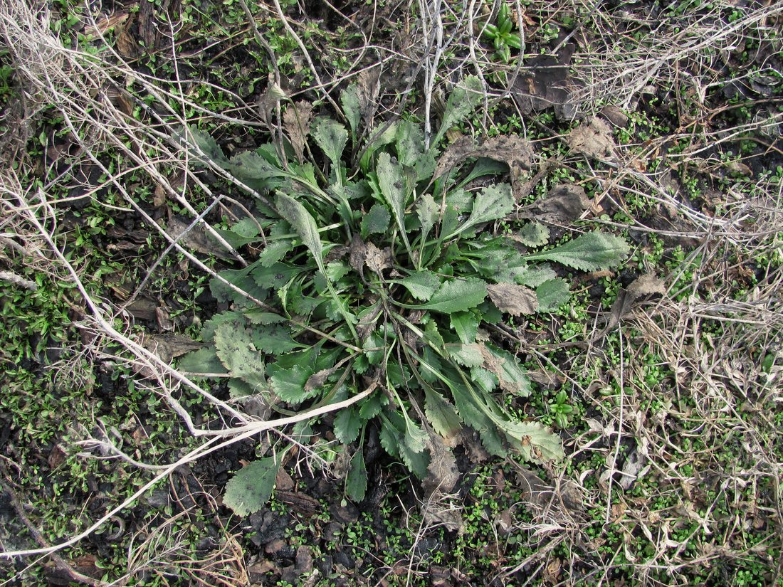 Image of Leucanthemum vulgare specimen.