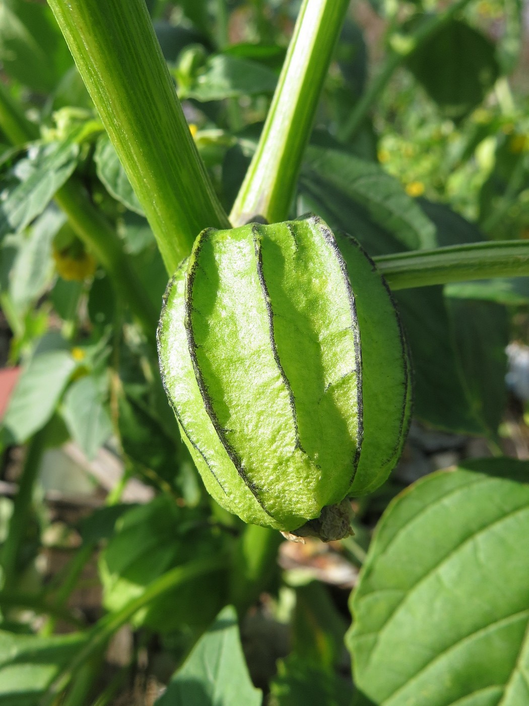Image of Physalis ixocarpa specimen.