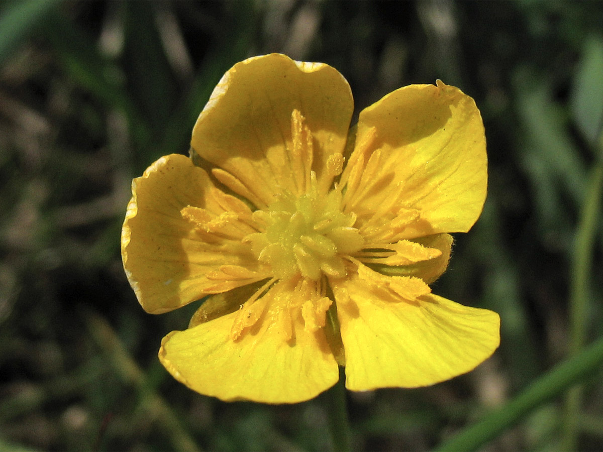 Image of Ranunculus auricomus specimen.