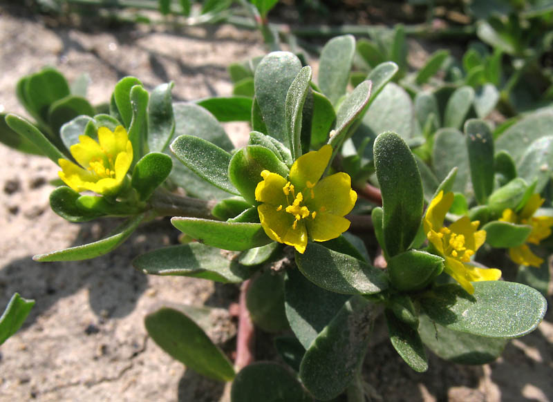 Портулак слабительное. Портулак огородный. Portulaca oleracea.