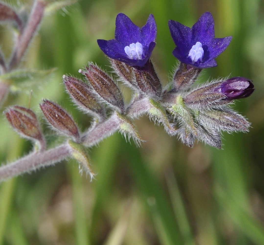 Image of Anchusa officinalis specimen.