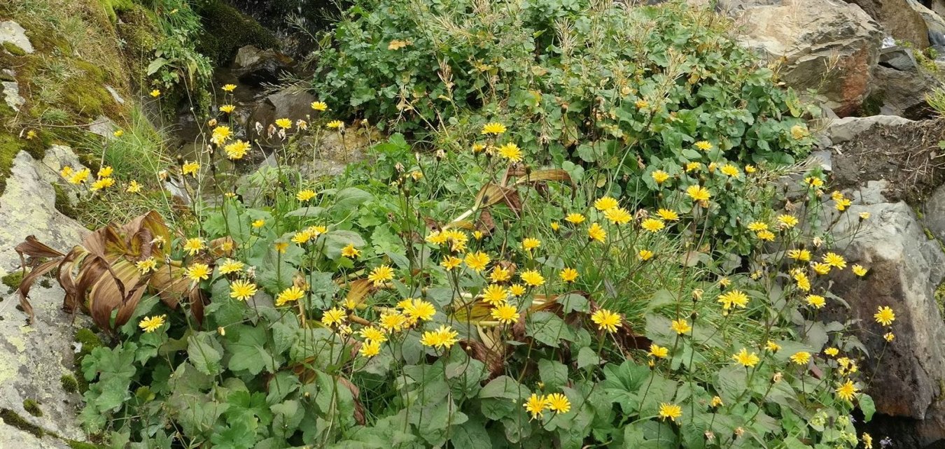 Image of Crepis caucasica specimen.