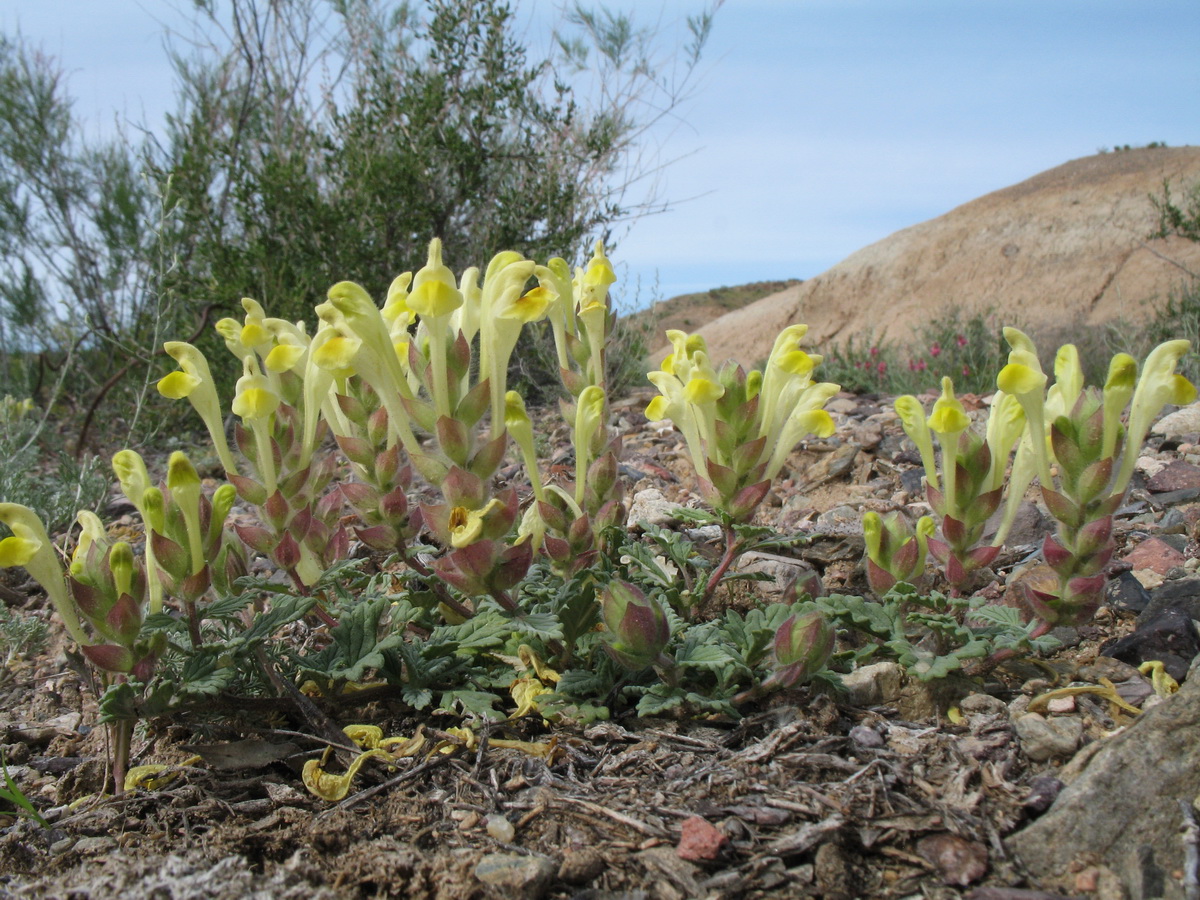 Image of Scutellaria krylovii specimen.