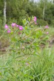 Epilobium hirsutum. Верхушка цветущего растения. Ленинградская обл., Гатчинский р-н, окр. пос. Пудость, берег р. Ижора, разнотравно-злаковый луг. 19.07.2016.