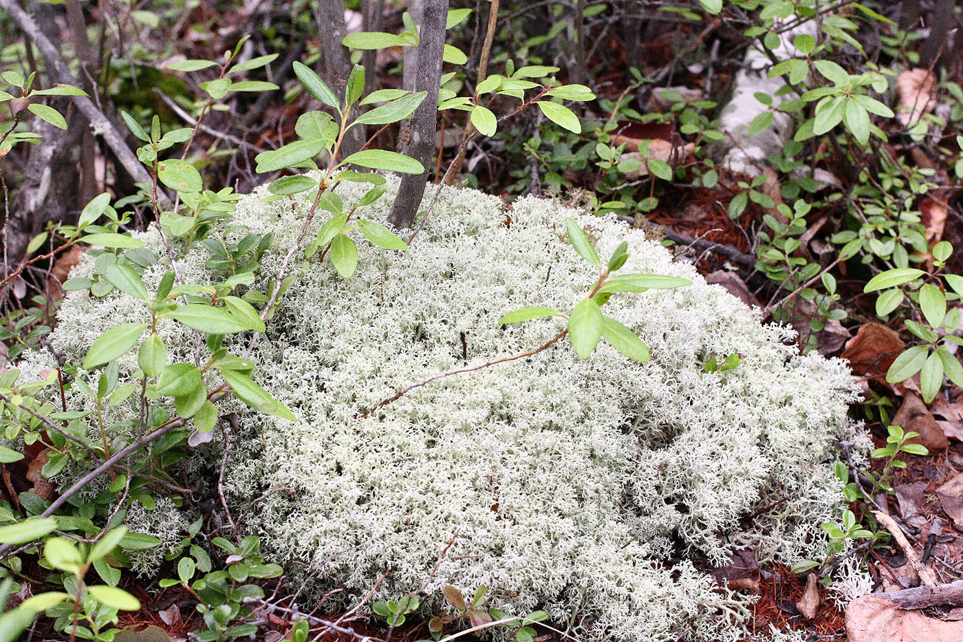 Изображение особи Cladonia rangiferina.