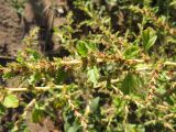 Amaranthus albus