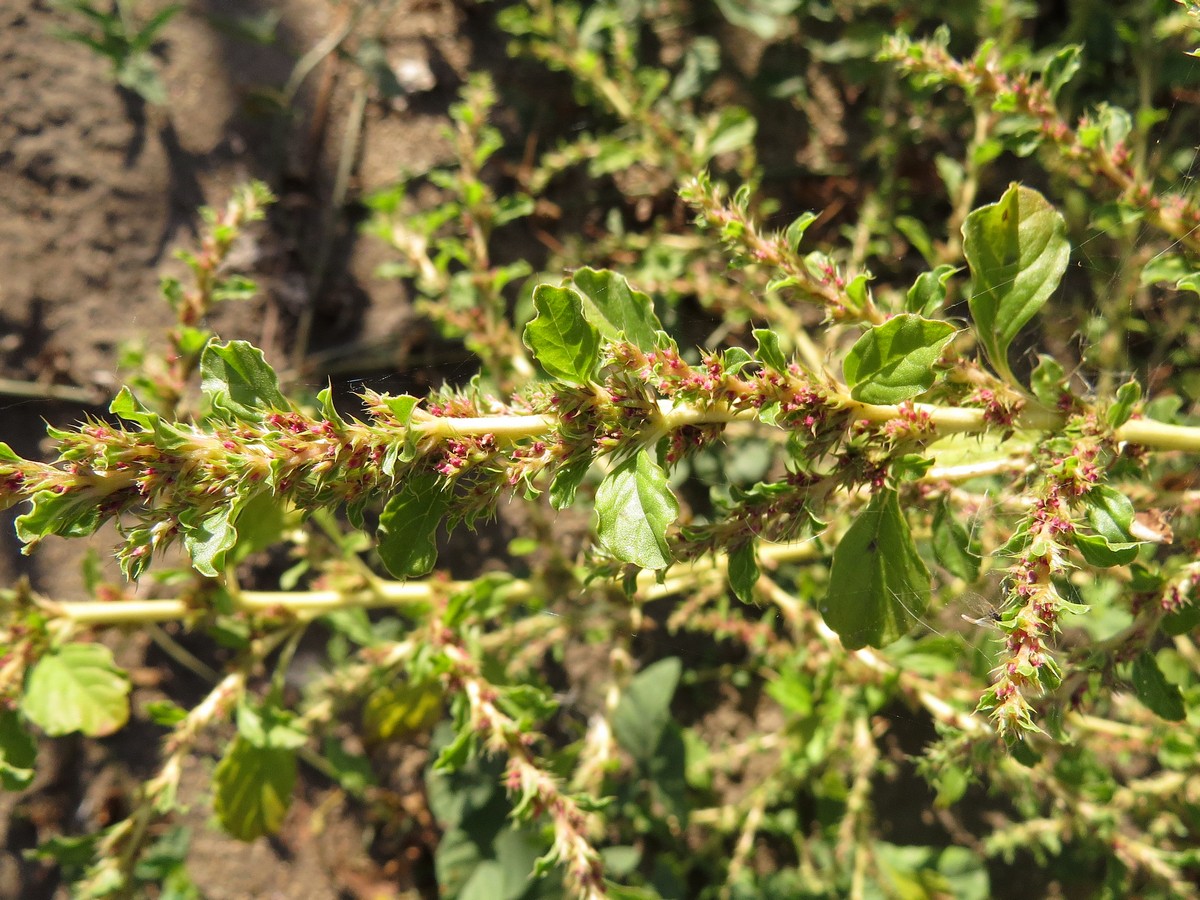 Изображение особи Amaranthus albus.