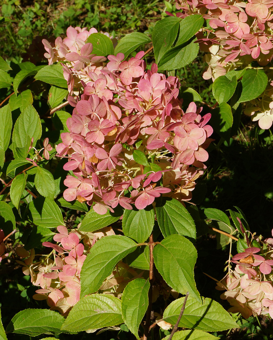 Image of Hydrangea paniculata specimen.